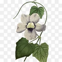 手绘花草装饰-空若网 手绘花草装饰-空若网