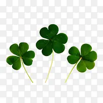 ������ɫ��Ҷ�ݵ��Ų�-������