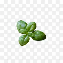 ������ɫһ�ò���Ҷ-������