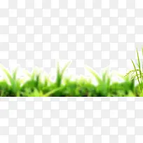 虚化绿色小草草丛-空若网 虚化绿色小草草丛-空若网