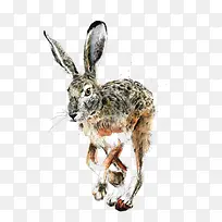 手绘水彩兔子-空若网 手绘水彩兔子-空若网