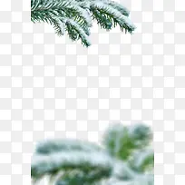 白雪覆盖的松柏树枝-空若网 白雪覆盖的松柏树枝-空若网
