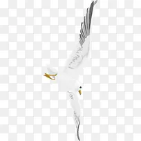 ��Ÿ��ɫ����ͼ��-������