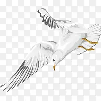 白色精致海鸥矢量-空若网 白色精致海鸥矢量-空若网