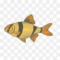 矢量棕色淡水鱼素材-空若网 矢量棕色淡水鱼素材-空若网