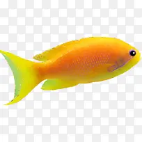 橙色漂亮小鱼-空若网 橙色漂亮小鱼-空若网