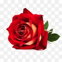 һ��õ�廨-������