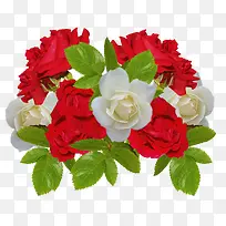 红白相间玫瑰花-空若网 红白相间玫瑰花-空若网