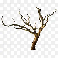 ¿ÝήµÄÊ÷¸ÉºÍÊ÷Ö¦-¿ÕÈôÍø ¿ÝήµÄÊ÷¸ÉºÍÊ÷Ö¦-¿ÕÈôÍø