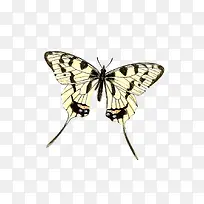 春天蝴蝶奇异翅膀-空若网 春天蝴蝶奇异翅膀-空若网