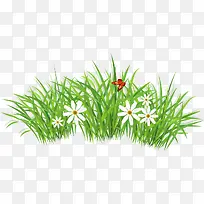 春季美丽绿草花朵-空若网 春季美丽绿草花朵-空若网