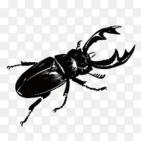 矢量手绘甲虫-空若网 矢量手绘甲虫-空若网