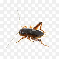 蟋蟀-空若网 蟋蟀-空若网