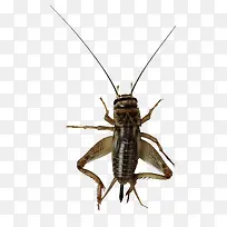 蟋蟀-空若网 蟋蟀-空若网