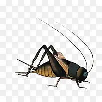 蟋蟀昆虫-空若网 蟋蟀昆虫-空若网