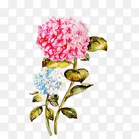 水彩鲜花-空若网 水彩鲜花-空若网