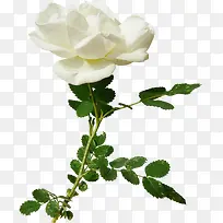 白色月季花-空若网 白色月季花-空若网