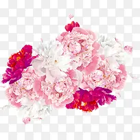 彩绘花卉矢量图-空若网 彩绘花卉矢量图-空若网