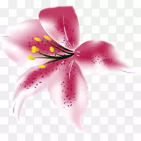 百合-空若网 百合-空若网