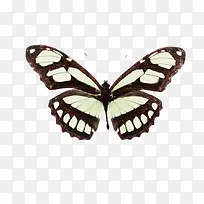 �ڵװ�ɫ���ƺ�������ز�-������