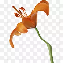 百合花-百合-空若网 百合花-百合-空若网