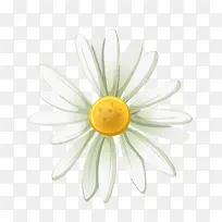 白色的菊花-空若网 白色的菊花-空若网