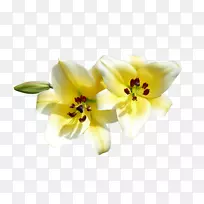 百合花摄影-空若网 百合花摄影-空若网