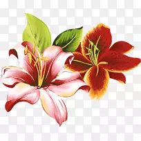 �ƻ��ٺ�-������