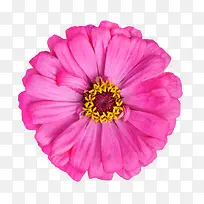 Ö²Îﻨ»ÜËØ²Ä±³¾°ËزÄ-¿ÕÈôÍø Ö²Îﻨ»ÜËØ²Ä±³¾°ËزÄ-¿ÕÈôÍø