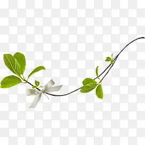 树枝绿叶绿色枝叶-空若网 树枝绿叶绿色枝叶-空若网