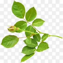 枝叶-空若网 枝叶-空若网