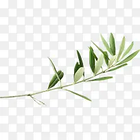 ÂÌɫ֦Ҷ-¿ÕÈôÍø ÂÌɫ֦Ҷ-¿ÕÈôÍø