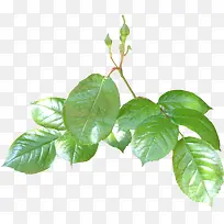 ��ɫ֦Ҷ-������