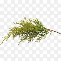 枝叶-空若网 枝叶-空若网