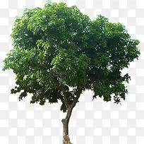 绿树-空若网 绿树-空若网