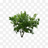 绿色大树-空若网 绿色大树-空若网