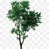 ����С��ïʢ����-������