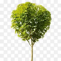 绿树茂盛的绿树-空若网 绿树茂盛的绿树-空若网