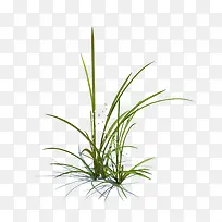 青青小草-空若网 青青小草-空若网