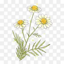 手绘唯美小雏菊-空若网 手绘唯美小雏菊-空若网