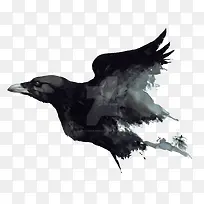 矢量乌鸦-空若网 矢量乌鸦-空若网