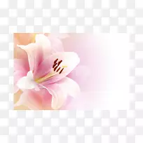 生日神之家-山谷百合花-空若网 生日神之家-山谷百合花-空若网