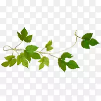 伐木藤本植物,维吉尼亚爬虫,安卓-石灰框架-空若网 伐木藤本植物,维吉尼亚爬虫,安卓-石灰框架-空若网