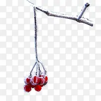 霜降节气带雪樱桃树枝装饰下载-空若网 霜降节气带雪樱桃树枝装饰下载-空若网