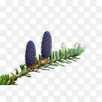 紫蓝色免抠开花植物-空若网 紫蓝色免抠开花植物-空若网