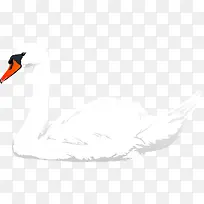 美丽手绘白天鹅卡通图像图-空若网 美丽手绘白天鹅卡通图像图-空若网