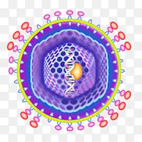 分子细胞生物科学示意图-空若网 分子细胞生物科学示意图-空若网