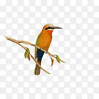 可爱古风小鸟-空若网 可爱古风小鸟-空若网