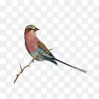 手绘树枝上的小鸟-空若网 手绘树枝上的小鸟-空若网