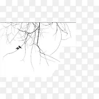 �ŷ���֦��С��-������